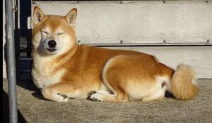 Dogecoin Elon Musk